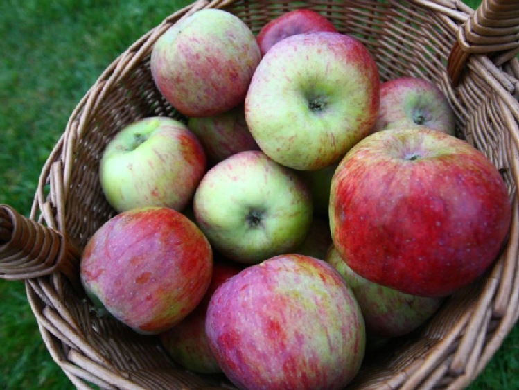 Zmiany klimatu:Za rok nie będzie Światowego Dnia Jabłka?